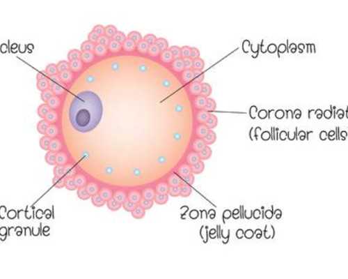 长沙私立代生助孕,湖南长沙三代试管哪个医院好？