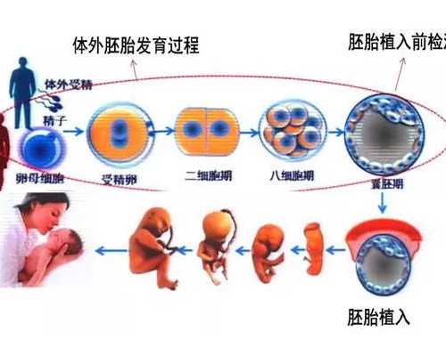 一二三代试管_做试管供卵流程,[辽阳试管婴儿]试管婴儿聪明吗