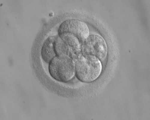 长沙代孕专业的公司,湖南长沙做三代试管婴儿的医院有哪些？_供卵试管婴儿多