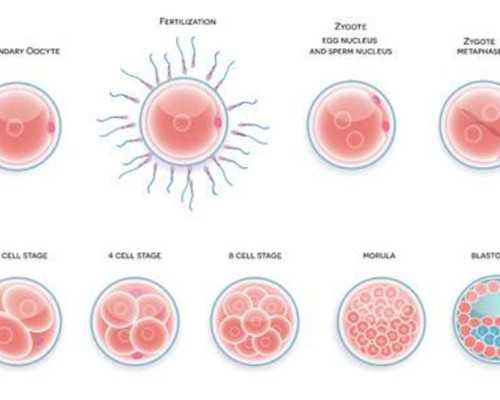 三代试管过程_做试管花费,试管双胞胎怎么做,试管婴儿怎么做双胞胎