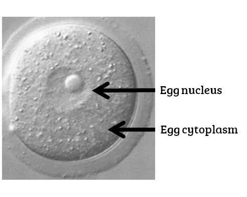 长沙代孕公司/机构,长沙供卵试管的价格是多少？长沙供卵机构名单大全？