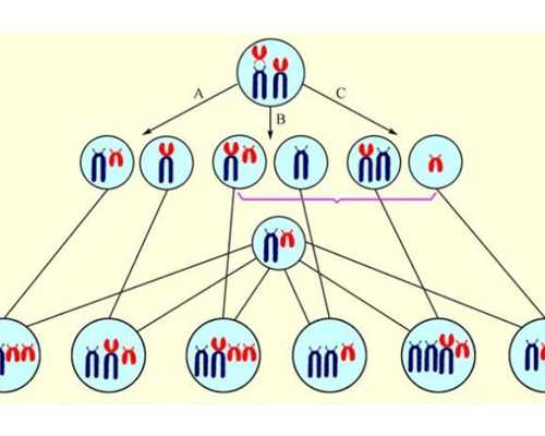 试管的价格_供卵试管代怀,试管婴儿：葫芦岛无精可以试管吗