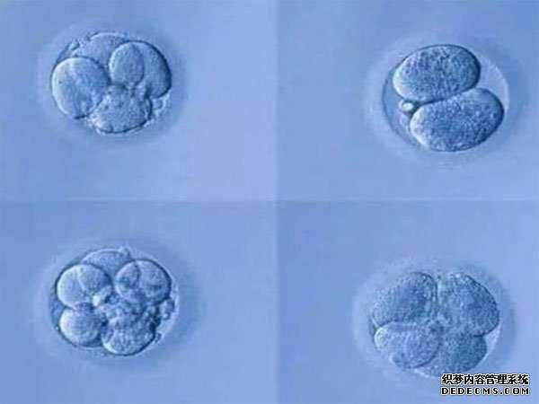 淮滨县捐卵打促排_淮滨县代孕捐卵注意什么_试管婴儿优胚和囊胚哪个好？两者